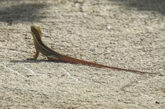 Anolis caceresae
