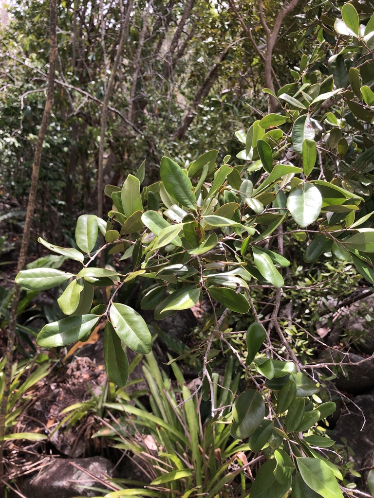 Eugenia fajardensis from Culebra National Wildlife Refuge, Culebra ...