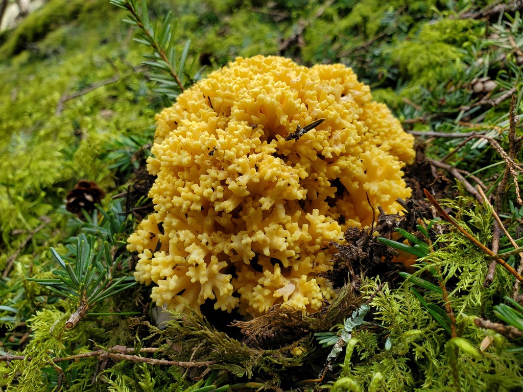 Coral Fungi from San Juan County, WA, USA on June 02, 2022 at 03:57 PM ...