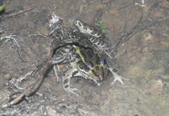 Lithobates lenca