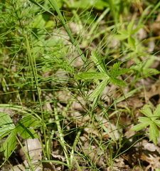 Equisetum fluviatile