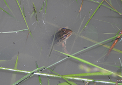 Lithobates lenca