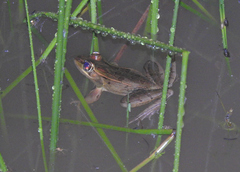 Lithobates lenca