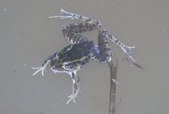 Lithobates lenca