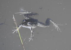 Lithobates lenca