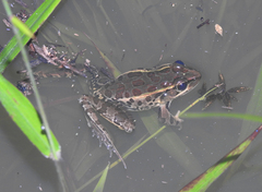 Lithobates lenca