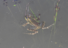 Lithobates lenca