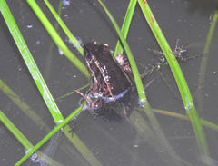 Lithobates lenca
