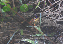 Lithobates lenca