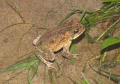 Incilius porteri