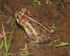 Incilius porteri