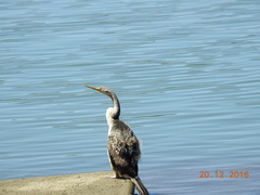 Anhinga novaehollandiae