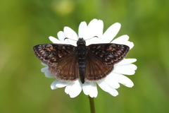 Erynnis pacuvius