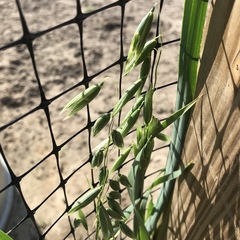 Avena sativa