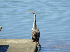 Anhinga novaehollandiae