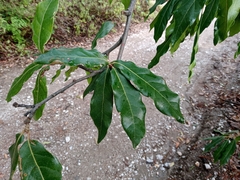 Quercus laurina