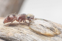 Pseudomethoca bequaerti