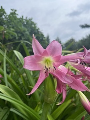Crinum moorei