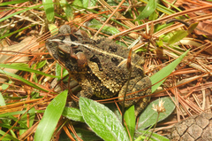 Incilius porteri
