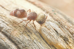 Pseudomethoca bequaerti