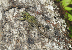 Sceloporus esperanzae