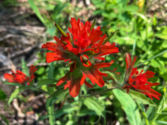 Castilleja miniata oblongifolia