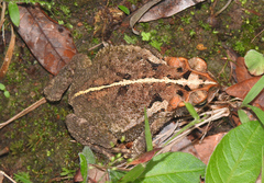 Incilius porteri