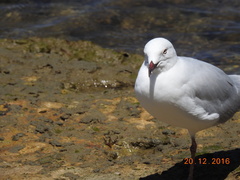 Chroicocephalus novaehollandiae