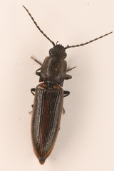 Athous sierrae varius