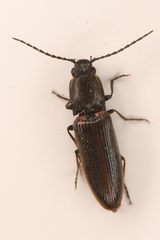 Athous sierrae varius