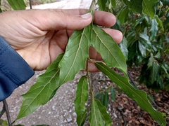 Quercus laurina
