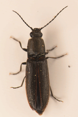 Athous sierrae varius