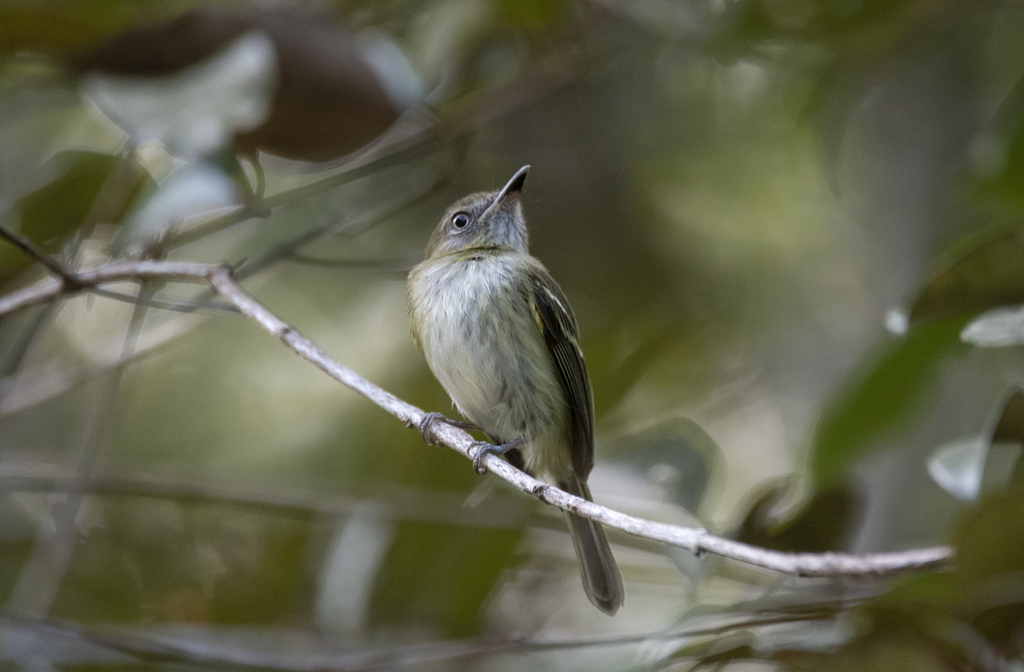 White-bellied Tody-Tyrant (Hemitriccus griseipectus) photo