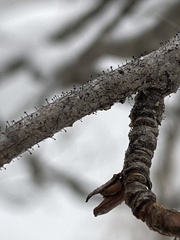 Phaeocalicium populneum