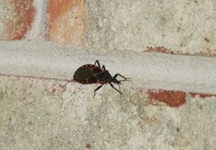 Triatoma sanguisuga