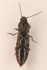 Athous sierrae varius