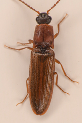 Athous rufiventris