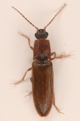Athous rufiventris