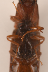 Athous rufiventris