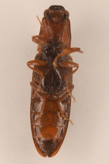 Athous rufiventris