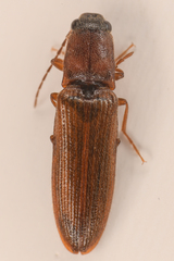 Athous rufiventris