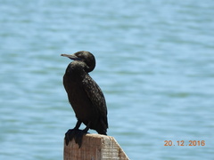 Phalacrocorax sulcirostris