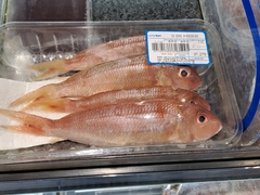 Nemipterus japonicus