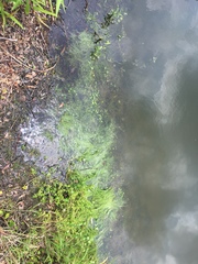 Eleocharis vivipara