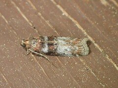 Sciota fraudifera