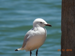 Chroicocephalus novaehollandiae