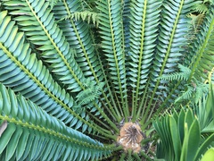 Encephalartos natalensis