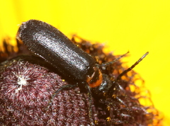 Nemognatha nemorensis