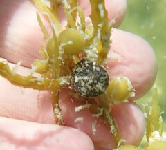 Agathistoma fasciatum