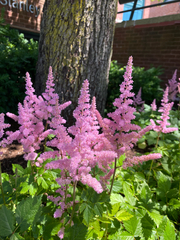 Astilbe rubra